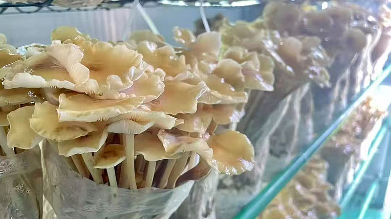 棚掌柜 打造會思考的‘農(nóng)場’，以軟件開發(fā)賦能現(xiàn)代農(nóng)業(yè)新發(fā)展